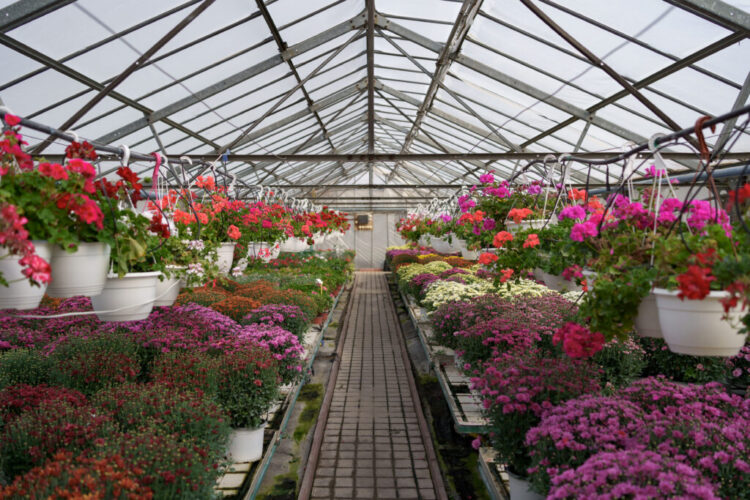 Plant green house flowers nursery